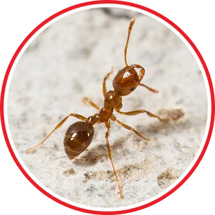 Fire Ant Control