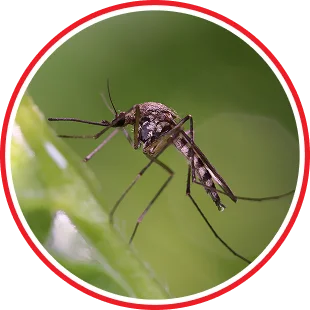 Mosquito Control