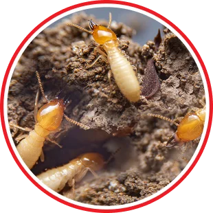 Termite Control