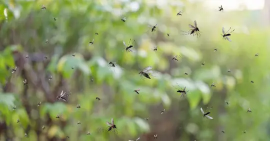 Swarm of mosquitoes fly in the backyard