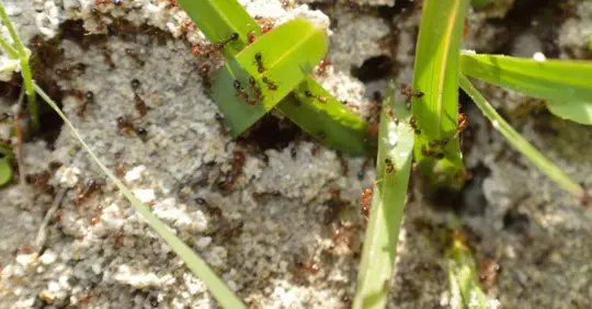 Fire ants on ant bed