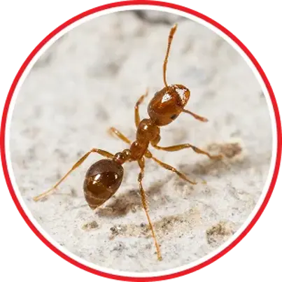 Fire Ant Control