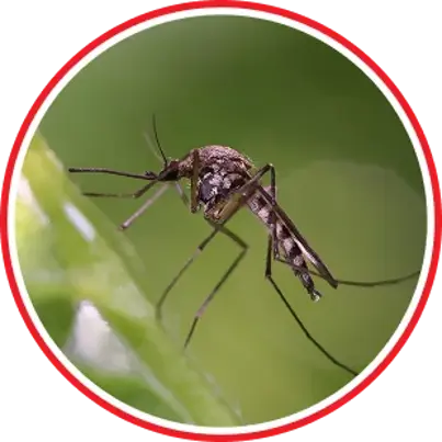 Mosquito Control