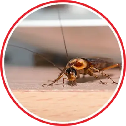 Pest Control