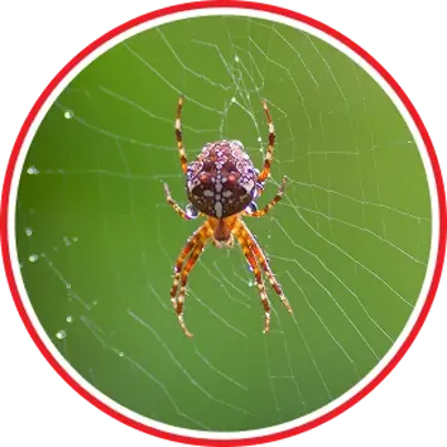 Spider Control