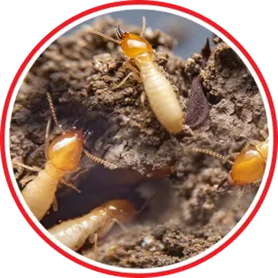 Termite Control