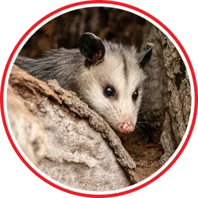 Wildlife Control